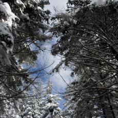 drzewa przykryte czapami śniegu